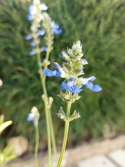Salvia uliginosa