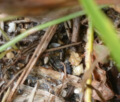 Tetragonoderus laevigatus