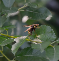 Spilomyia diophthalma