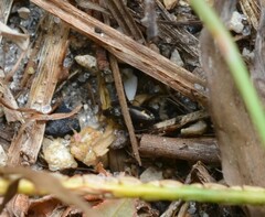 Tetragonoderus laevigatus