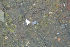 Turbonilla lactea