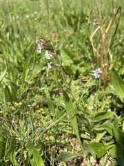 Silene gallica gallica