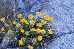 Inula obtusifolia