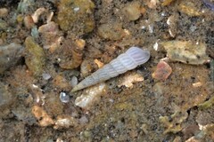 Turbonilla lactea
