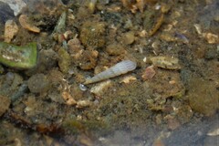 Turbonilla lactea