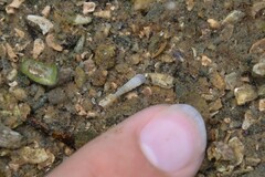 Turbonilla lactea