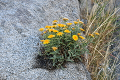 Inula obtusifolia