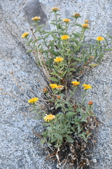 Inula obtusifolia