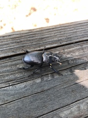 Lucanus mazama