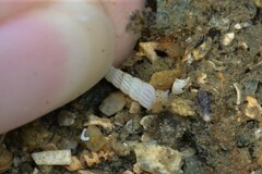 Turbonilla lactea