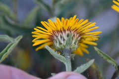 Inula obtusifolia
