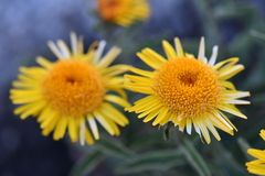 Inula obtusifolia