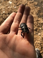 Lucanus mazama