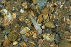 Turbonilla lactea