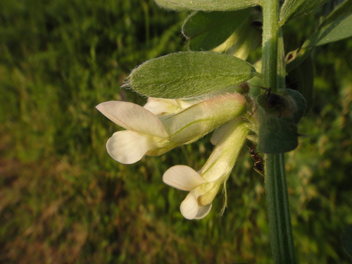 vika panónska (Vicia pannonica)