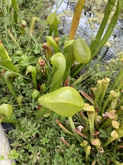 Darlingtonia