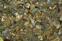 Turbonilla lactea