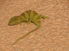 Chamaeleo