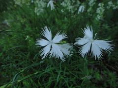 Dianthus petraeus petraeus