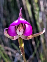 Disperis capensis