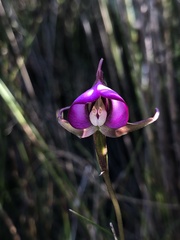 Disperis capensis