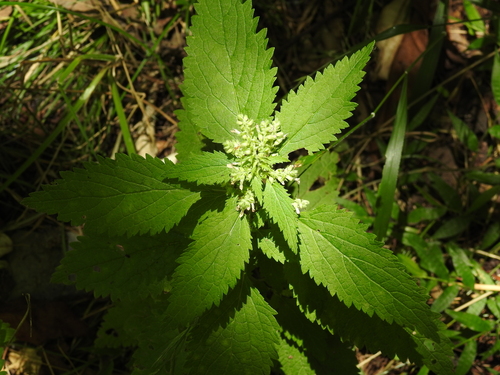 Teucrium viscidum iNat (1)