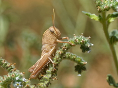 Anacridium aegyptium