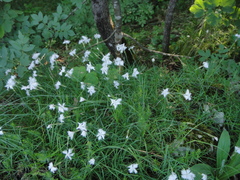 Dianthus petraeus petraeus