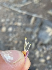 Cordylanthus kingii helleri