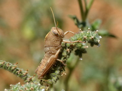 Anacridium aegyptium