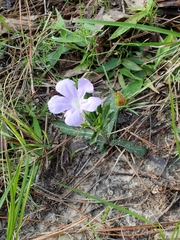 Ruellia ciliosa