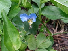 Commelina communis