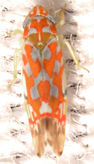 Erythroneura rubra