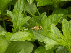 Diplacodes trivialis