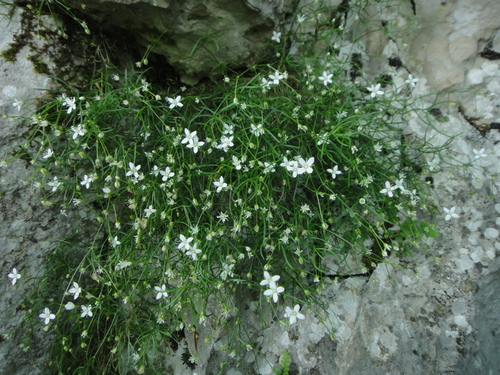 Mahovinasta merinka (Moehringia muscosa)
