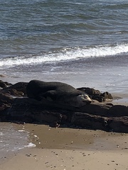 Arctocephalus tropicalis