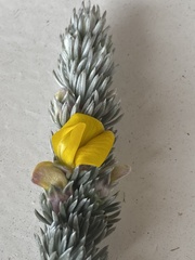 Aspalathus nickhelmei