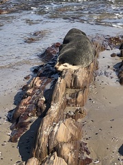 Arctocephalus tropicalis