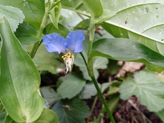 Commelina communis
