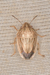 Neottiglossa bifida