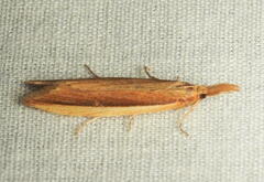 Donacaula albicostellus