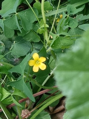 Oxalis stricta