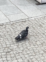 Columba livia domestica