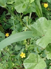 Oxalis stricta