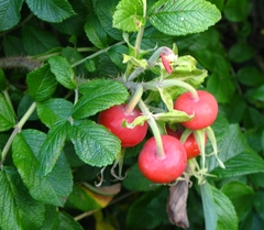 Rosa rugosa