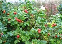 Rosa rugosa