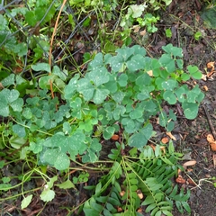 Oxalis stricta