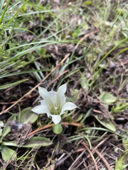 Gentiana newberryi