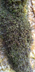 Jungermannia eucordifolia