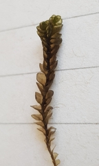 Jungermannia eucordifolia